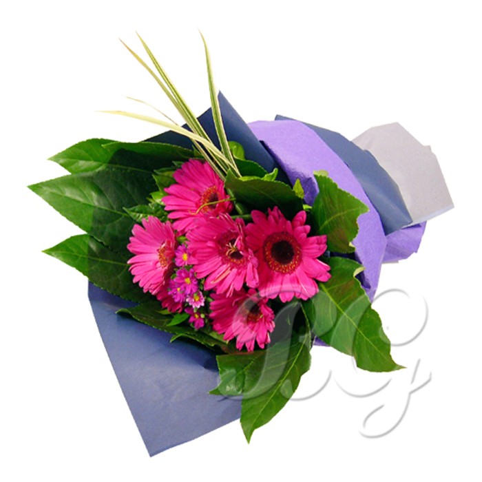 BG_HBQ0012(Gerbera)