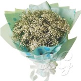 BG_HBQ0028(BabyBreath)