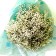 BG_HBQ0028A(BabyBreath)